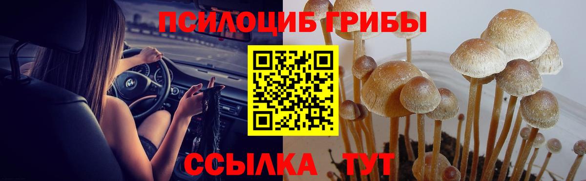 Псилоцибиновые грибы Cubensis Севастополь